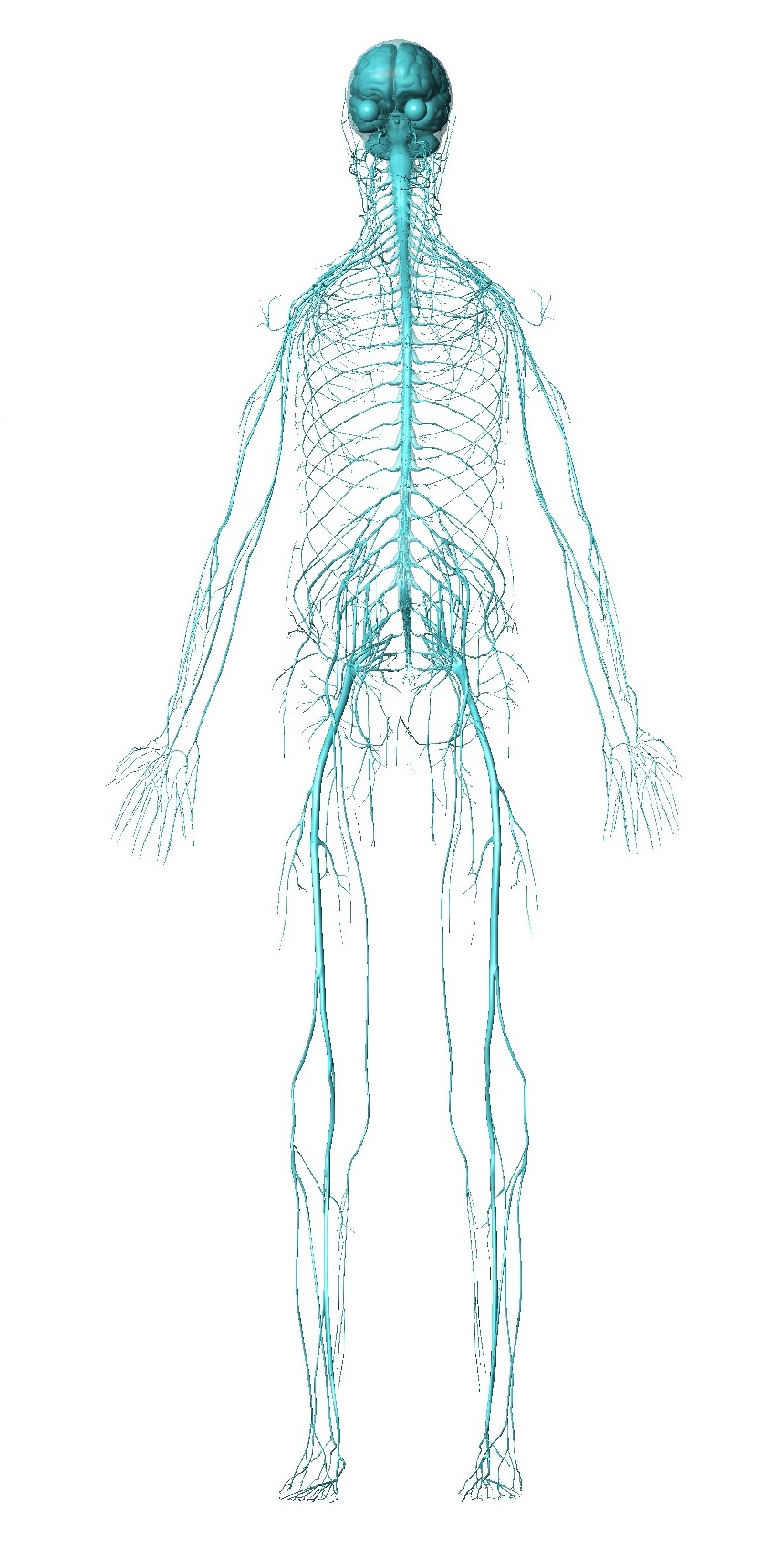 The human nervous system