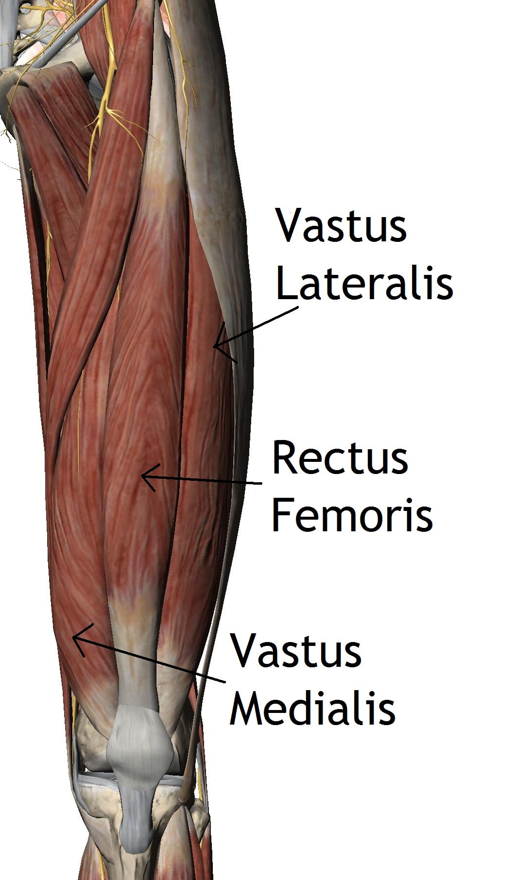 Quadriceps - vastus intermedialis is hidden underneath