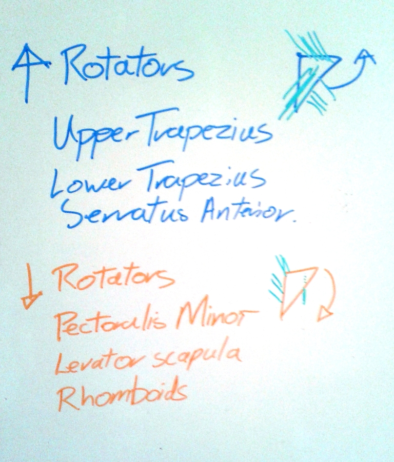 Upward and Downward rotators