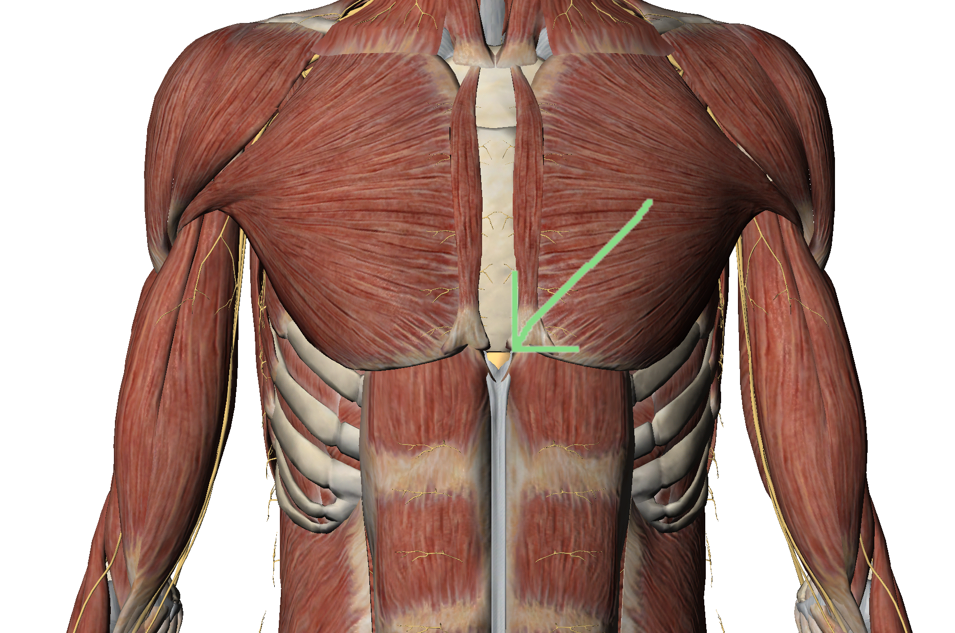 Xiphoid Process indicated by the arrow