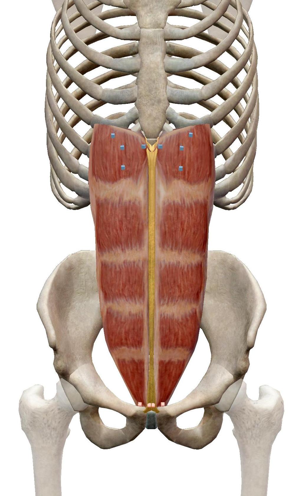 rectus abdominis muscles with linea alba showing as central line