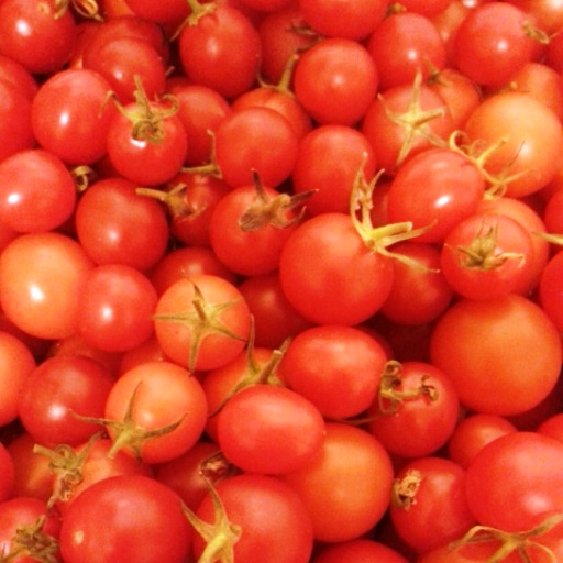 fresh tomatoes